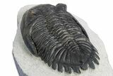 Detailed Hollardops Trilobite - Ofaten, Morocco #348377-5